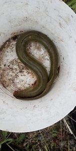 European Eel (Common Eel)