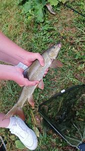 Barbel
