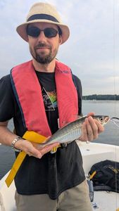 Atlantic Horse Mackerel
