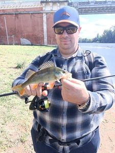 European Perch