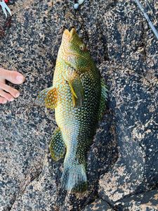 Ballan Wrasse