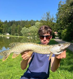 Northern Pike
