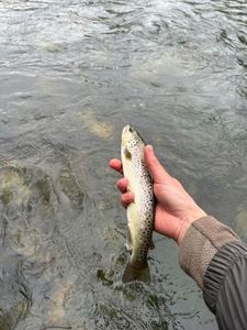 Brown Trout