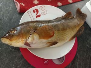 Ballan Wrasse