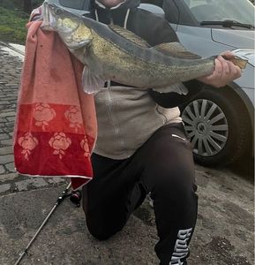 Zander