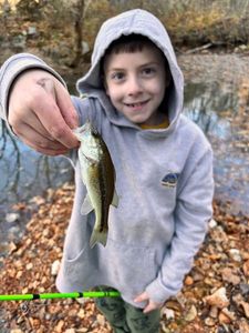 Largemouth Bass