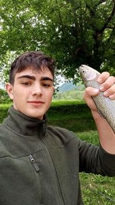 Brown Trout
