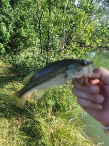 Largemouth Bass