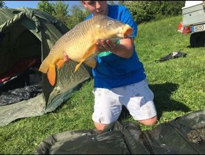 Common Carp
