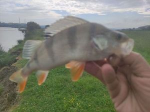 European Perch