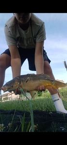 Mirror Carp