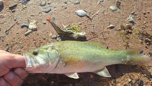 Largemouth Bass