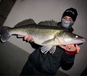 Zander
