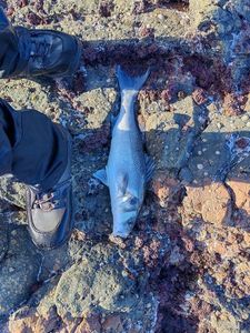 European Bass (Seabass)