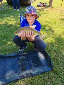 Common Bream