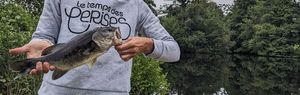 Largemouth Bass