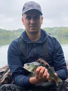 European Perch