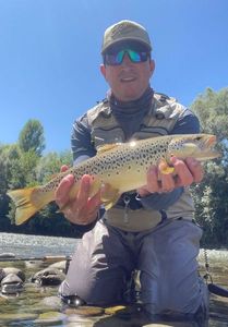 Brown Trout