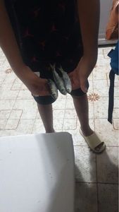 European Pilchard