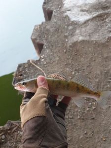 Zander