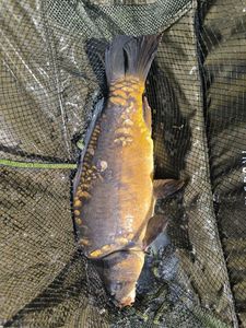 Mirror Carp