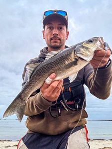 European Bass (Seabass)