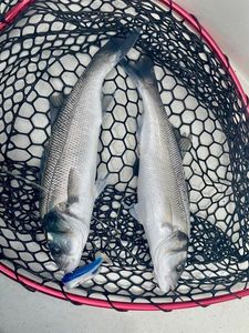 European Bass (Seabass)