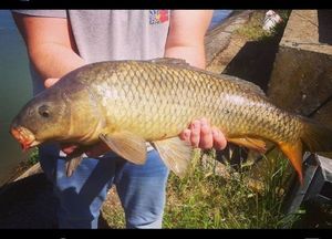 Common Carp