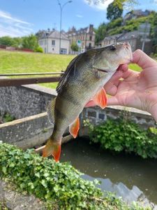 European Perch