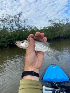 Common Snook