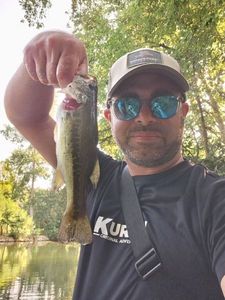 Largemouth Bass