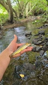 Brown Trout