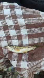 Yellow Bullhead