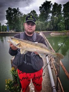 Zander