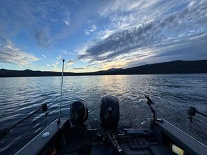 Kokanee