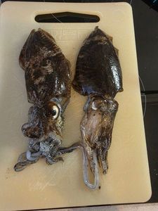 Common Cuttlefish