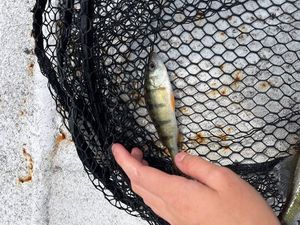 European Perch