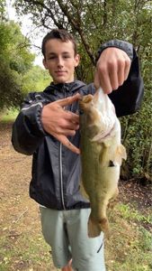 Largemouth Bass