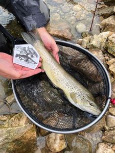 Brown Trout