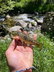 Brown Trout
