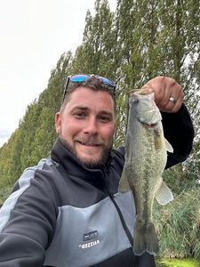Largemouth Bass