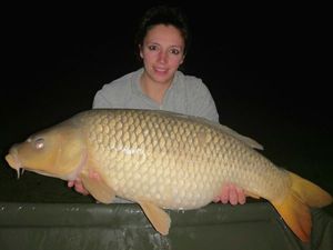 Common Carp