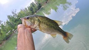 Largemouth Bass