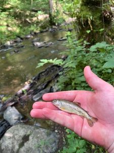 Rainbow Trout