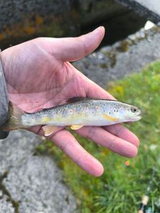 Brown Trout