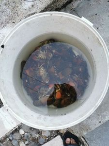 Spinycheek Crayfish