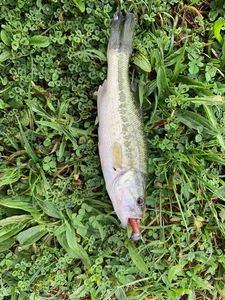 Largemouth Bass