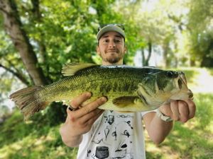 Largemouth Bass