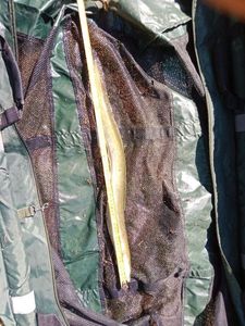 European Eel (Common Eel)