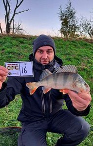 European Perch